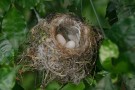 Hummingbird Nest, Monteverde